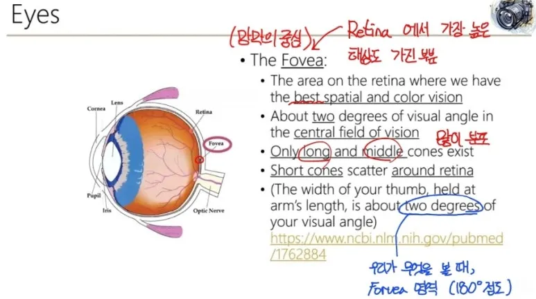 시각 인지란? 인간의 눈 구조와 시각 처리 원리 완벽 정리 11 11 눈