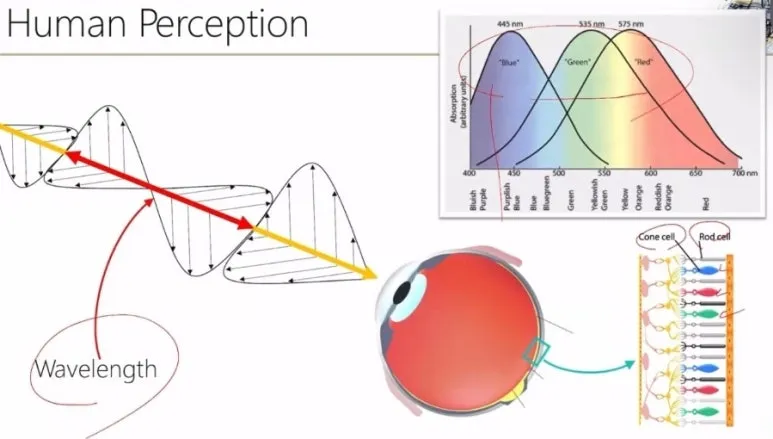 Hyperspectral Imaging 기술 완벽 정리 - 눈에 보이지 않는 것을 찍는 방법 2 1 원추세포