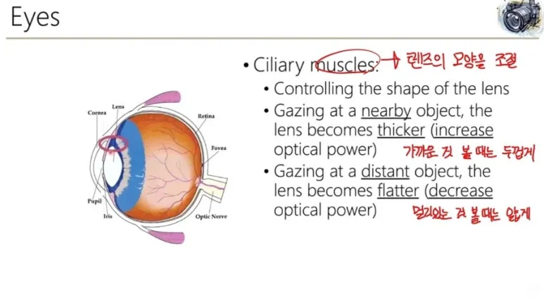 시각 인지란? 인간의 눈 구조와 시각 처리 원리 완벽 정리 6 6 눈