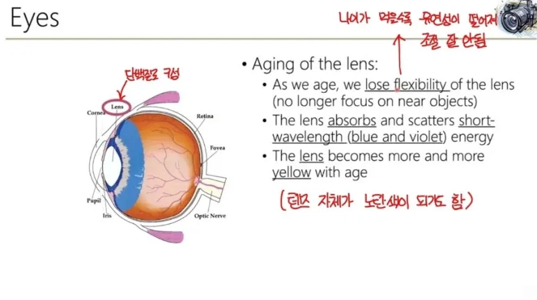 시각 인지란? 인간의 눈 구조와 시각 처리 원리 완벽 정리 7 7 눈