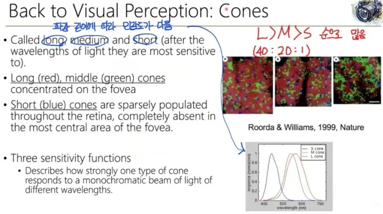 Color (색상)이란? 빛의 파장부터 인간의 인지까지 색의 원리 완전 정리 9 8 cones