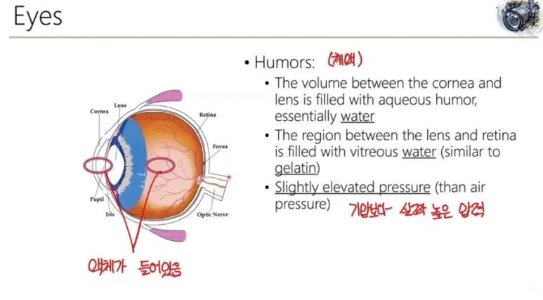 시각 인지란? 인간의 눈 구조와 시각 처리 원리 완벽 정리 8 8 눈